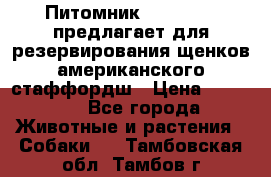 Питомник KURAT GRAD предлагает для резервирования щенков американского стаффордш › Цена ­ 25 000 - Все города Животные и растения » Собаки   . Тамбовская обл.,Тамбов г.